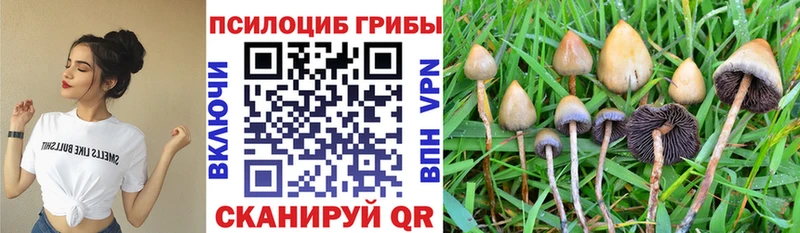 Купить  Кола  Галлюциногенные грибы мицелий 